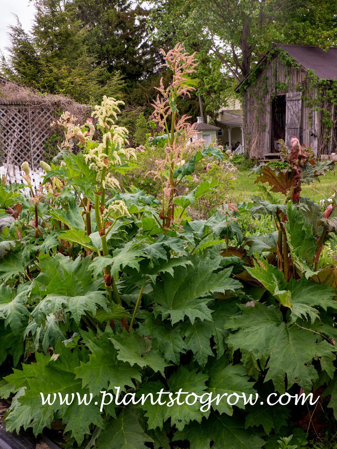 Tanguticum Rhubarb (Rheum palmatum var tanguticum) 
A large hardy herbaceous perennial with large palmate leaves.